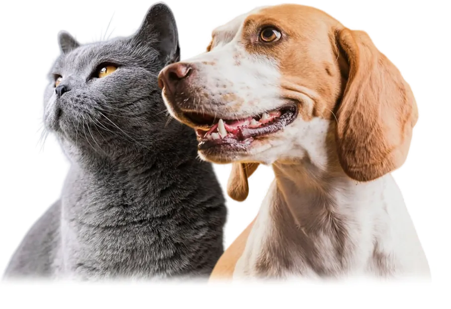 Animaux heureux avec Velp