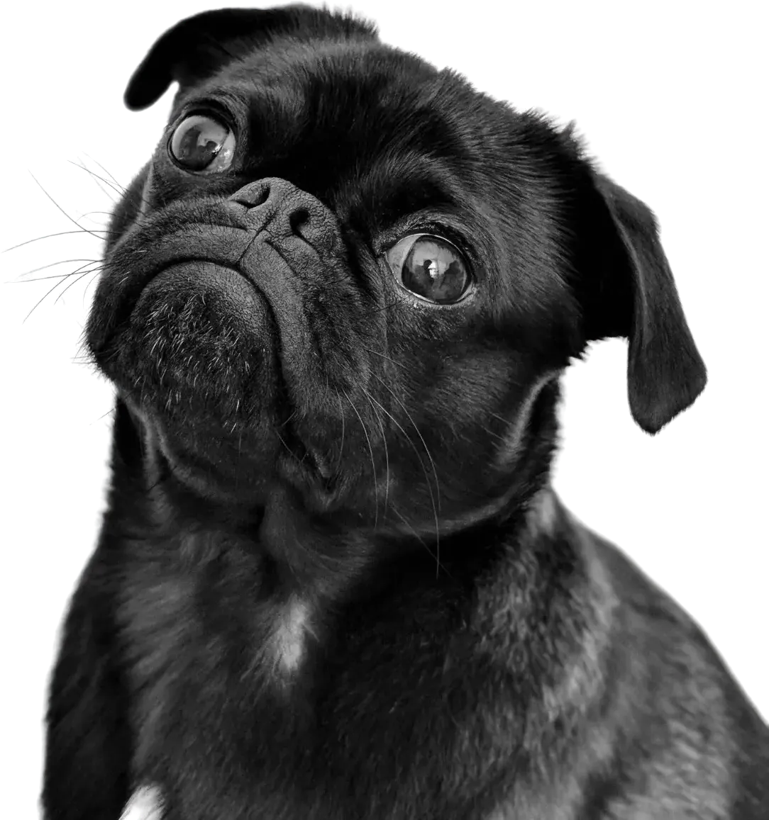 Un chien attentif