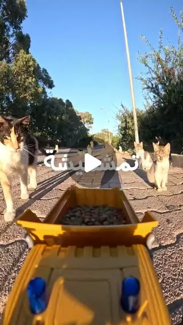 POV: you’re the snack delivery truck 🚛🐾