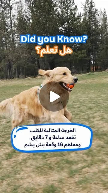 و انت كلبك قدّاه تقعد الخرجة متاعو؟ 🦮🕠