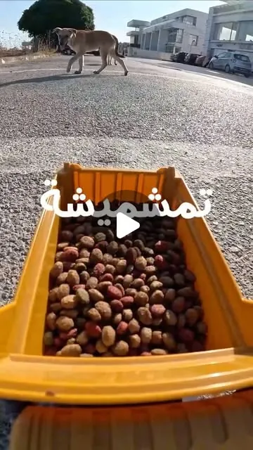 The funniest Tmachmicha so far 😂 لوين تحبونا نمشيو المرة الجاية ؟
