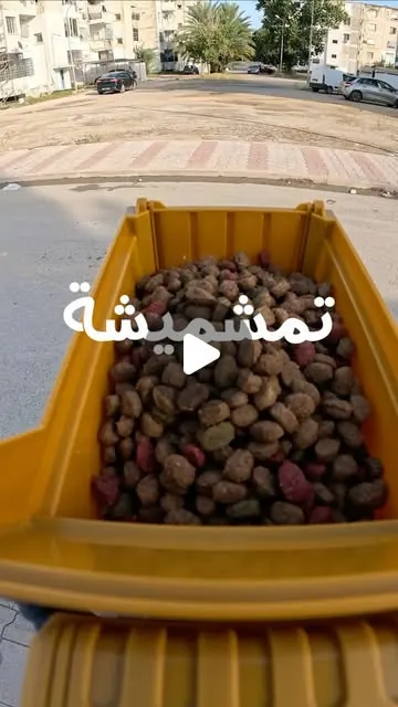 نعلّمو صغارنا اللي كي يلعبو بالكورة في الشارع، لازمهم ديما يردّو بالهم للقطاطس الصغار