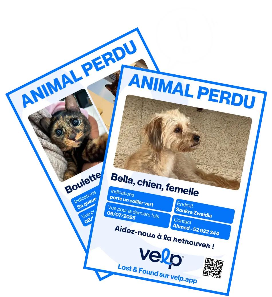 Affiches « Animal perdu » Velp