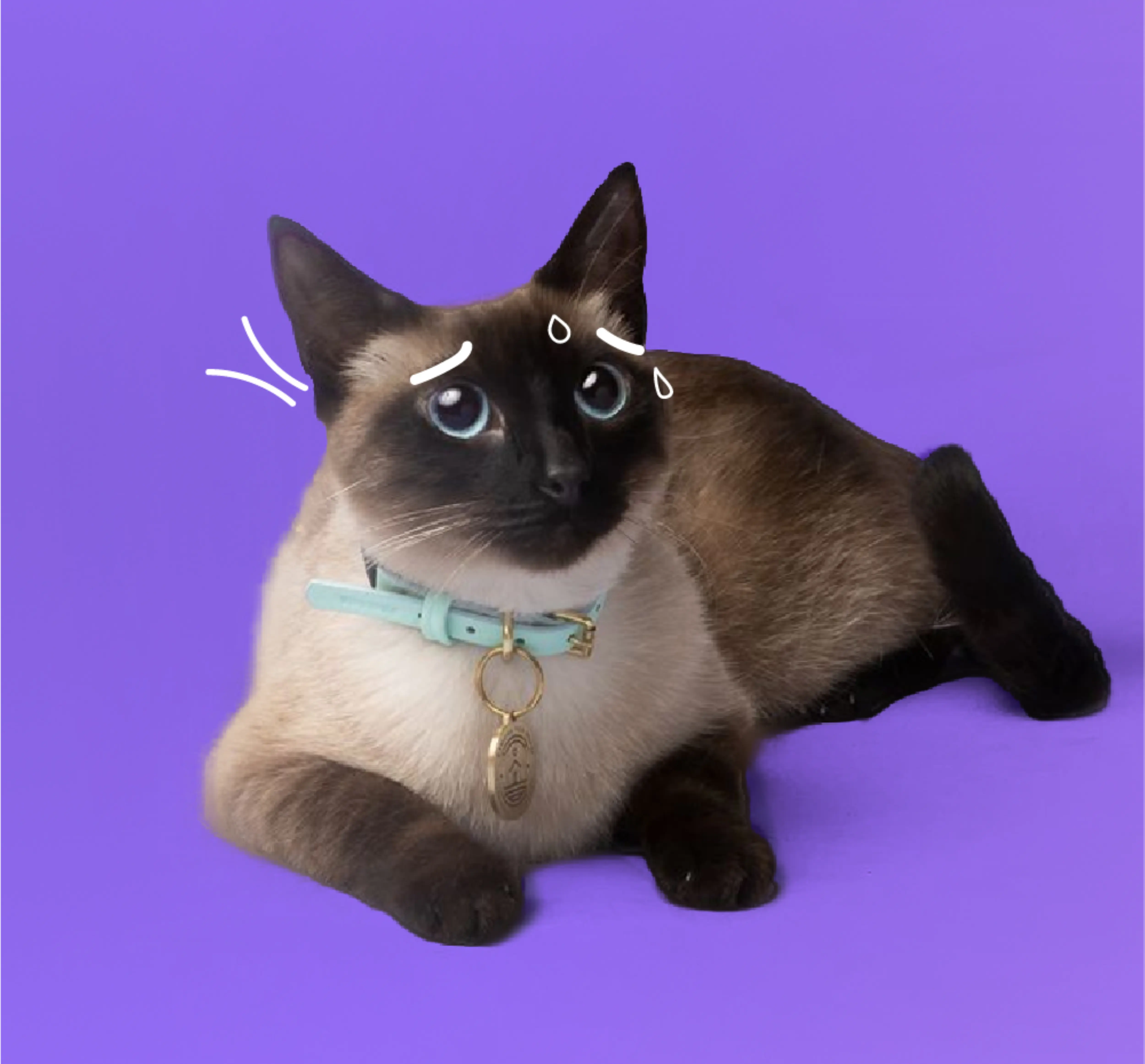 Cute cat