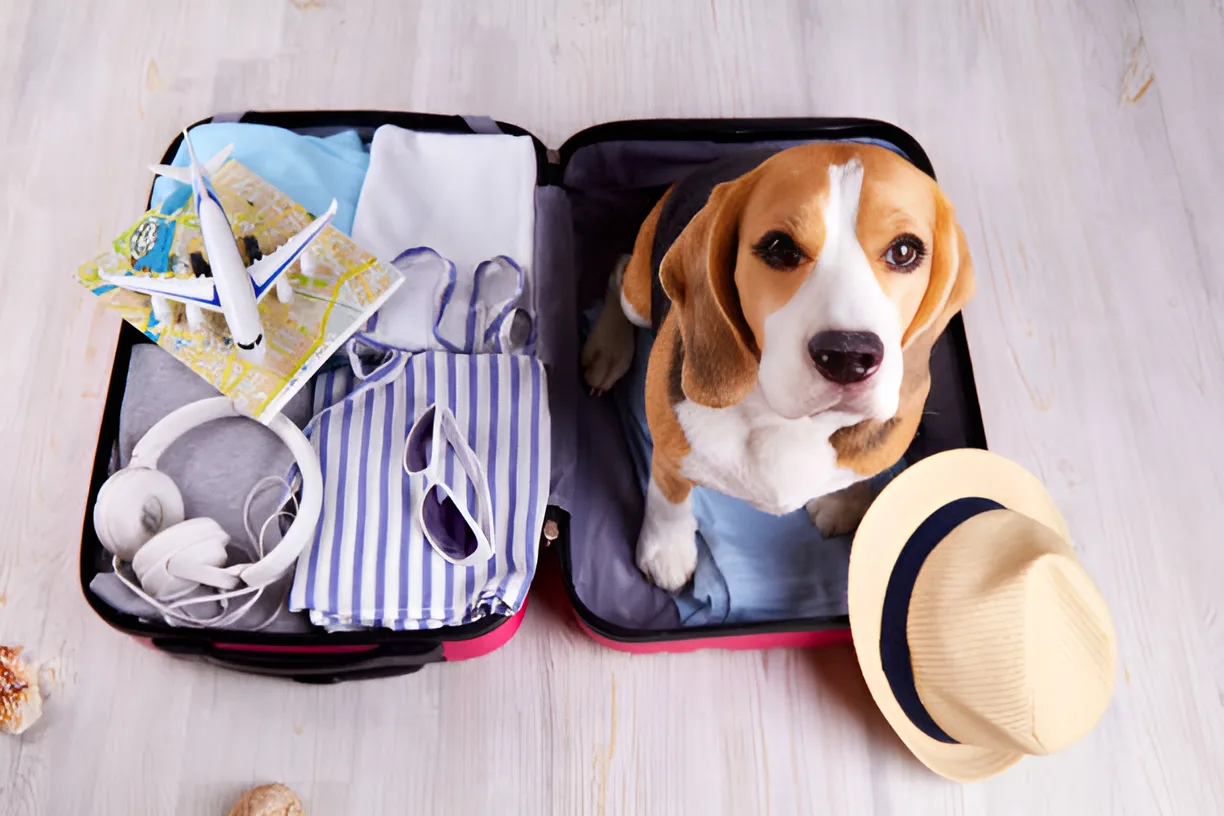 Un chien dans une valise prête pour le voyage